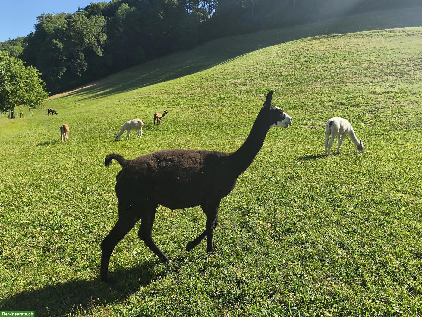 Bild 7: Lama Classic, Stuten und Hengst