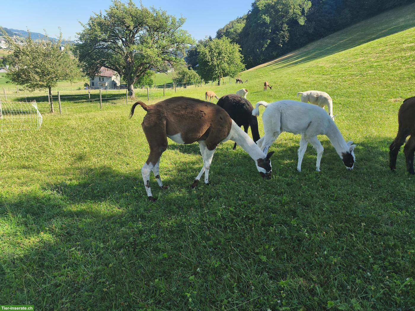 Bild 8: Lama Classic, Stuten und Hengst