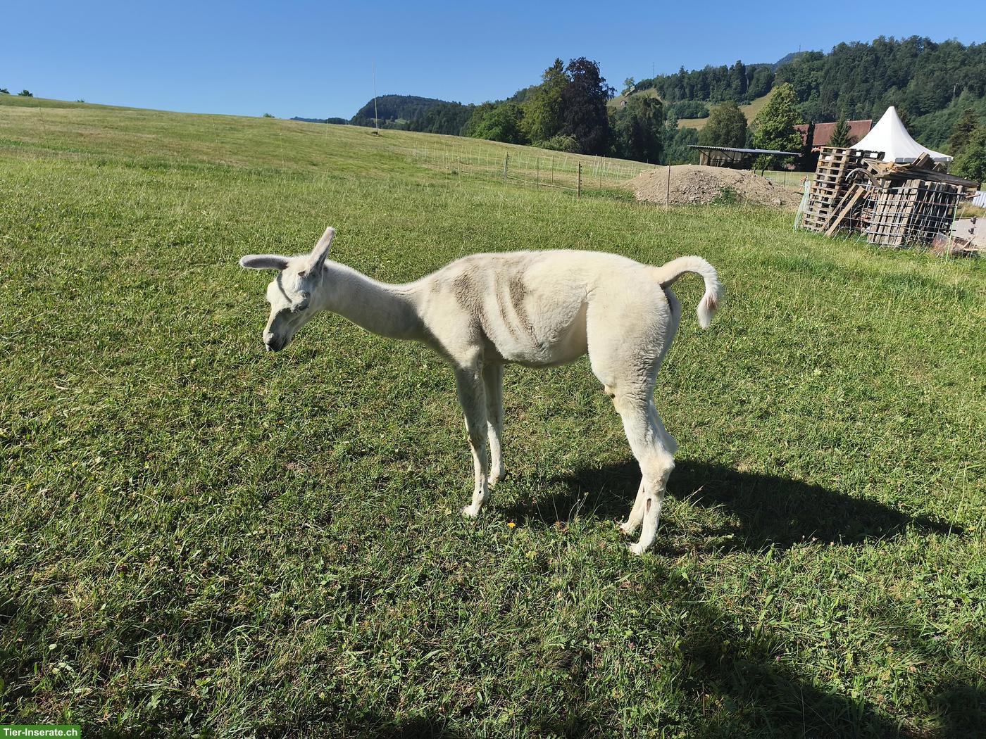 Bild 9: Lama Classic, Stuten und Hengst