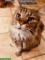 Maine Coon Katze, kastriert, mit Stammbaum