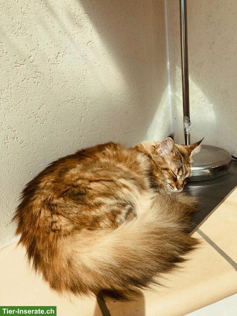Bild 2: Maine Coon Katze, kastriert, mit Stammbaum