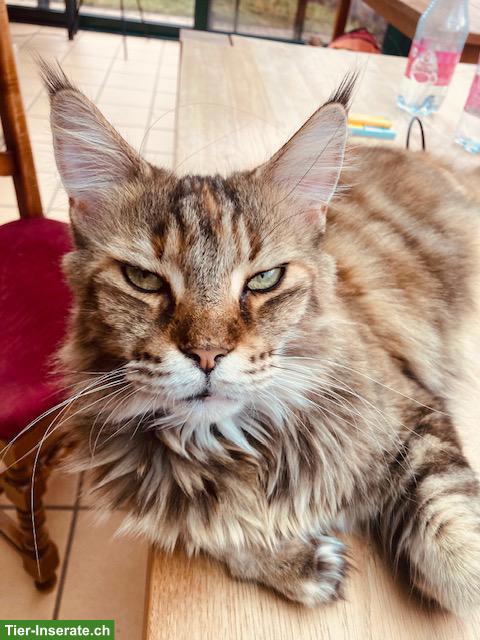 Bild 3: Maine Coon Katze, kastriert, mit Stammbaum