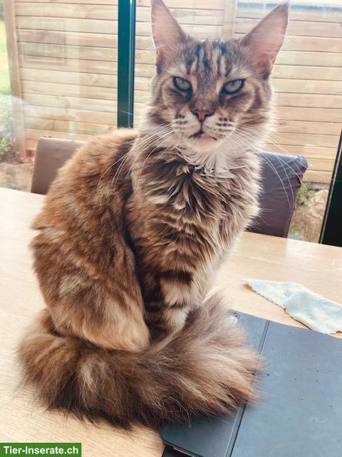 Bild 4: Maine Coon Katze, kastriert, mit Stammbaum