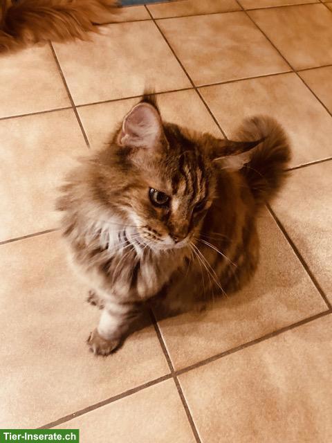 Bild 5: Maine Coon Katze, kastriert, mit Stammbaum