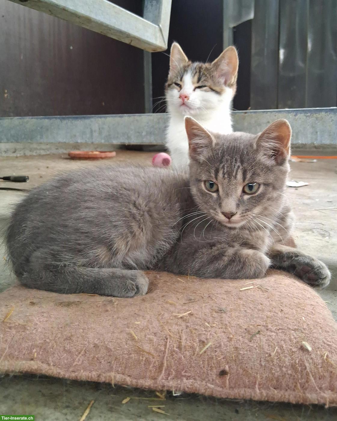 Junge Bauernhof Katzen zu verkaufen