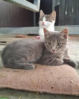 Junge Bauernhof Katzen zu verkaufen