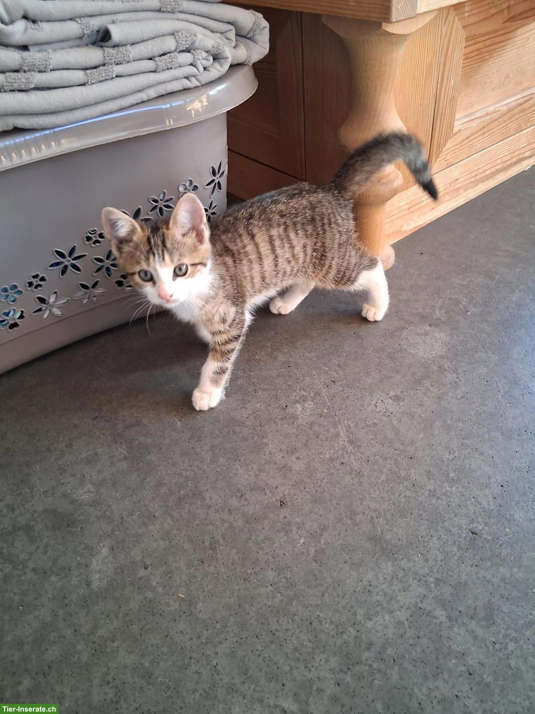 Bild 2: Junge Bauernhof Katzen zu verkaufen