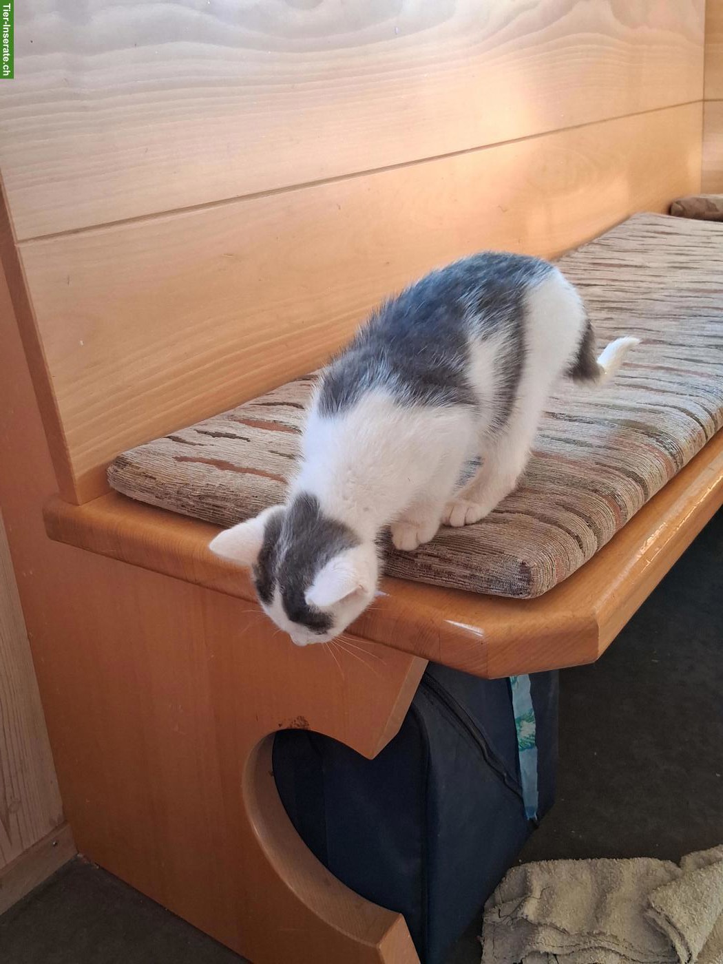 Bild 3: Junge Bauernhof Katzen zu verkaufen
