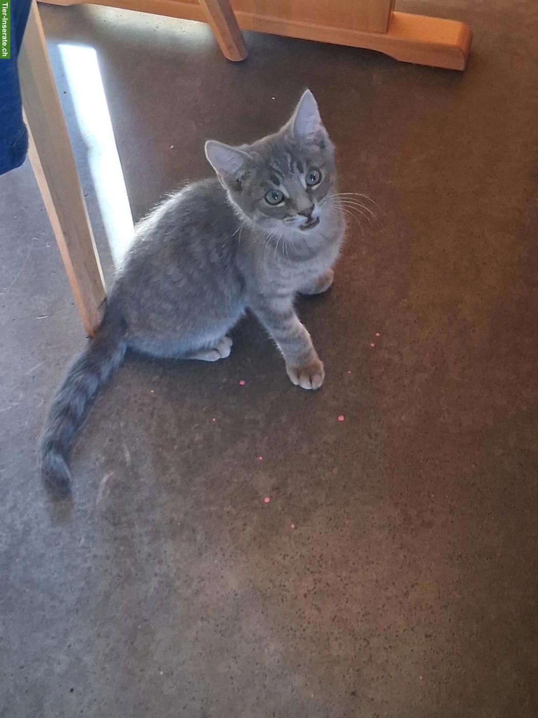 Bild 4: Junge Bauernhof Katzen zu verkaufen