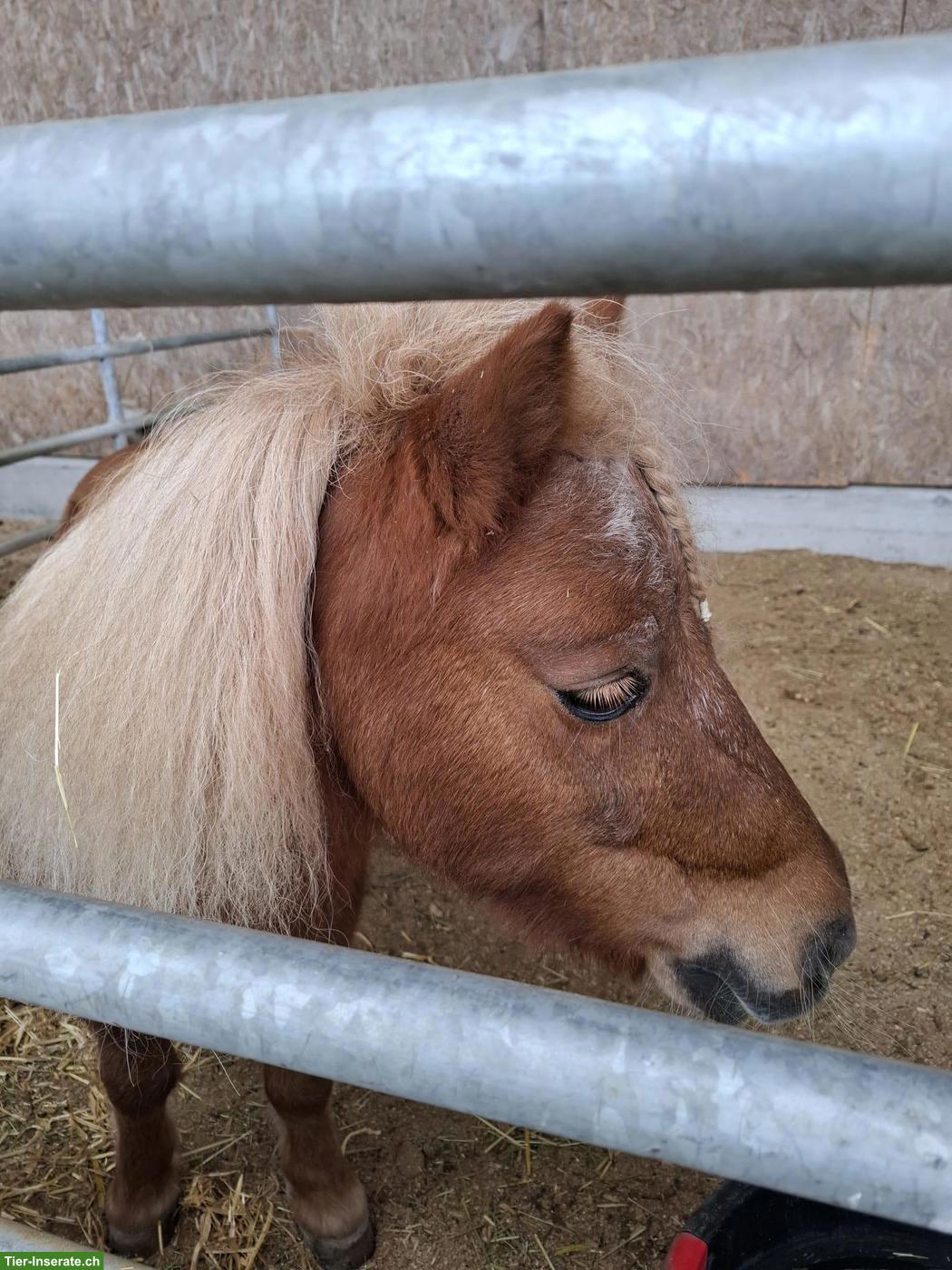 Suche 1-2 Ponys, Rasse egal