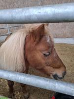Suche 1-2 Ponys, Rasse egal