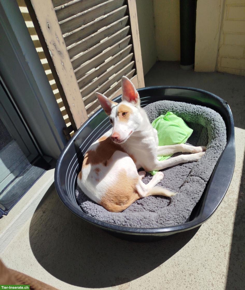 Suche Hundebetreuung für Spaziergänge