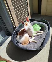 Suche Hundebetreuung für Spaziergänge