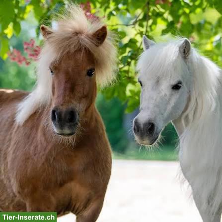 Suche 1-2 Pony für Team Pony Conzept