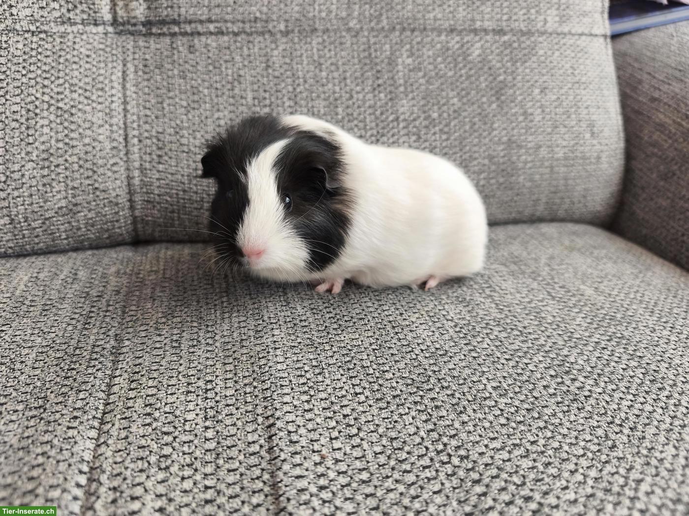 3 süsse Meerschweinchen, weiblich und männlich