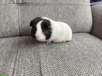 3 süsse Meerschweinchen, weiblich und männlich
