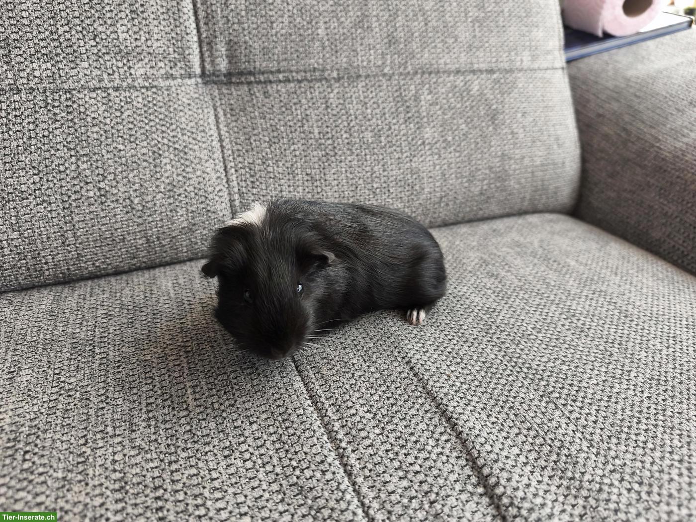 Bild 2: 3 süsse Meerschweinchen, weiblich und männlich