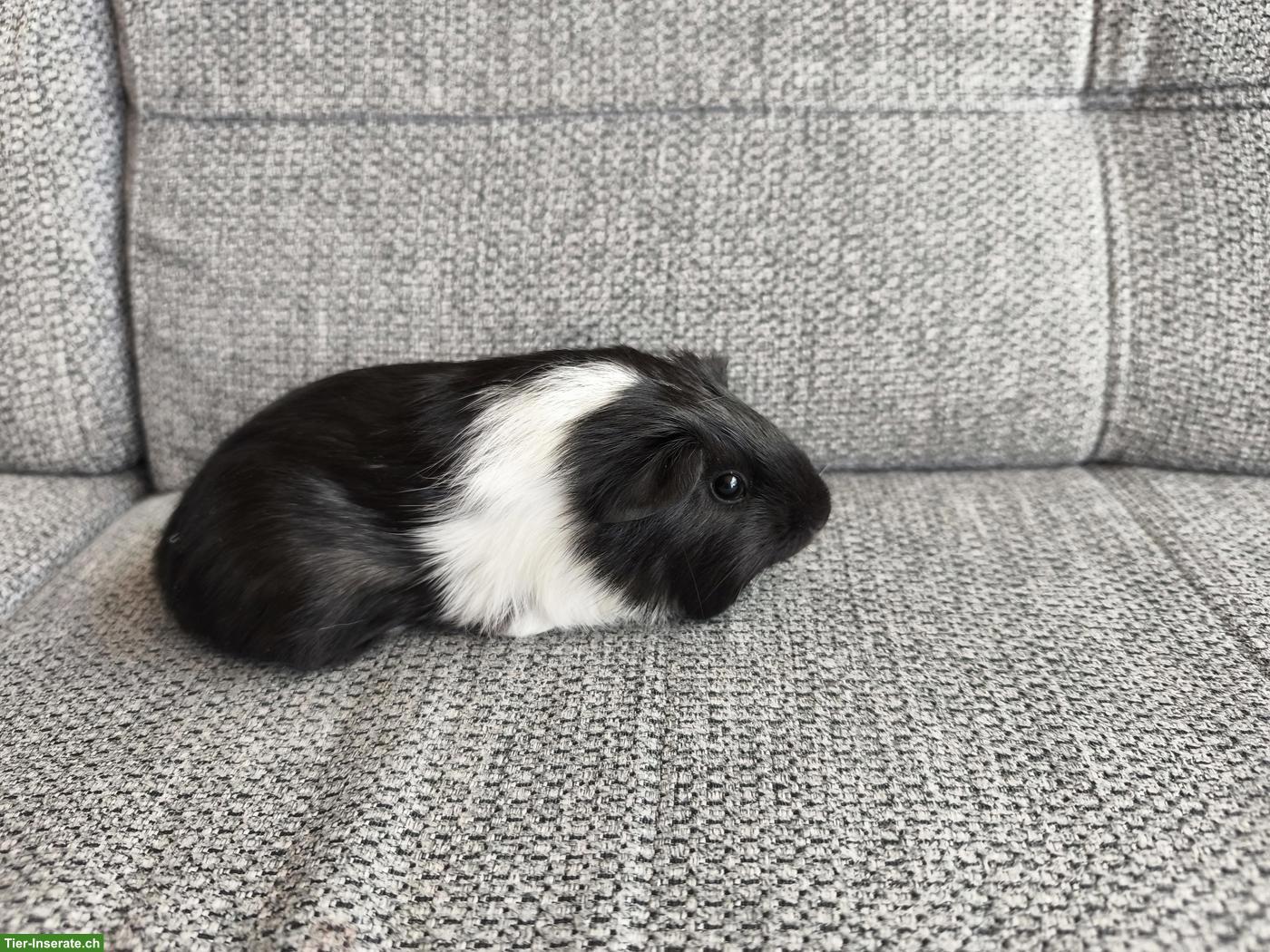 Bild 3: 3 süsse Meerschweinchen, weiblich und männlich