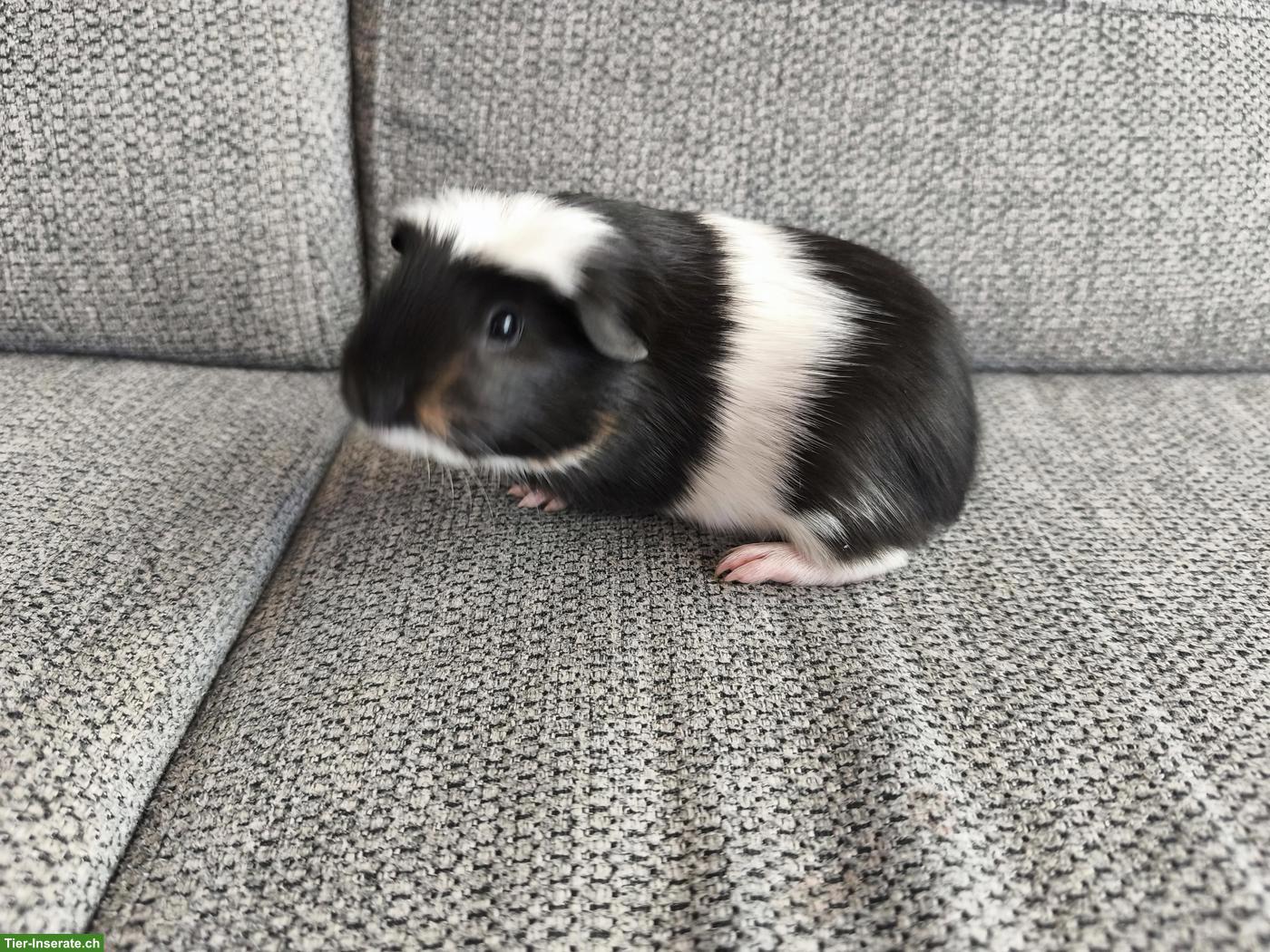 Bild 4: 3 süsse Meerschweinchen, weiblich und männlich