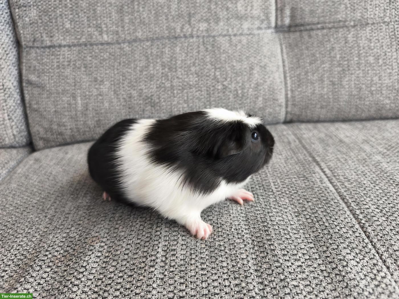 Bild 5: 3 süsse Meerschweinchen, weiblich und männlich