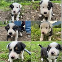 Australian Shepherd x Border Collie Welpen zu verkaufen