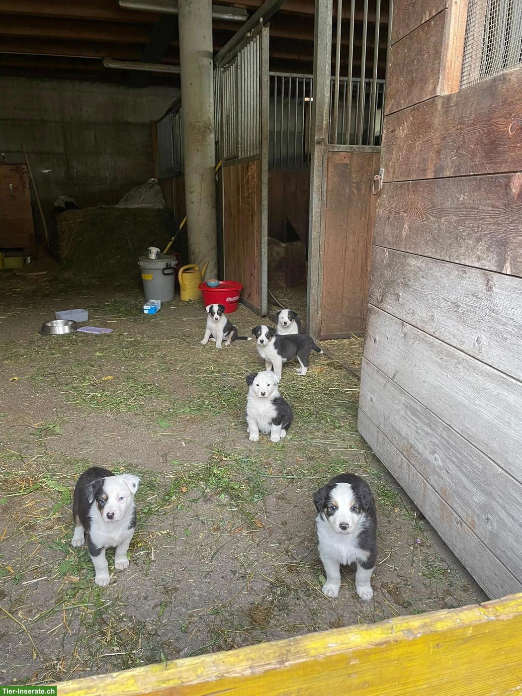Bild 2: Australian Shepherd x Border Collie Welpen zu verkaufen