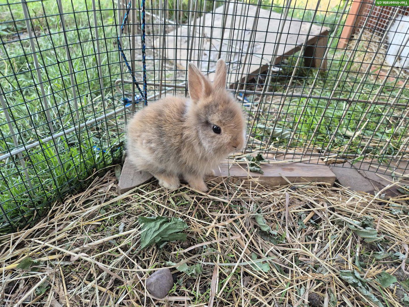 Junges Löwenkopf Zwergkaninchen, männlich