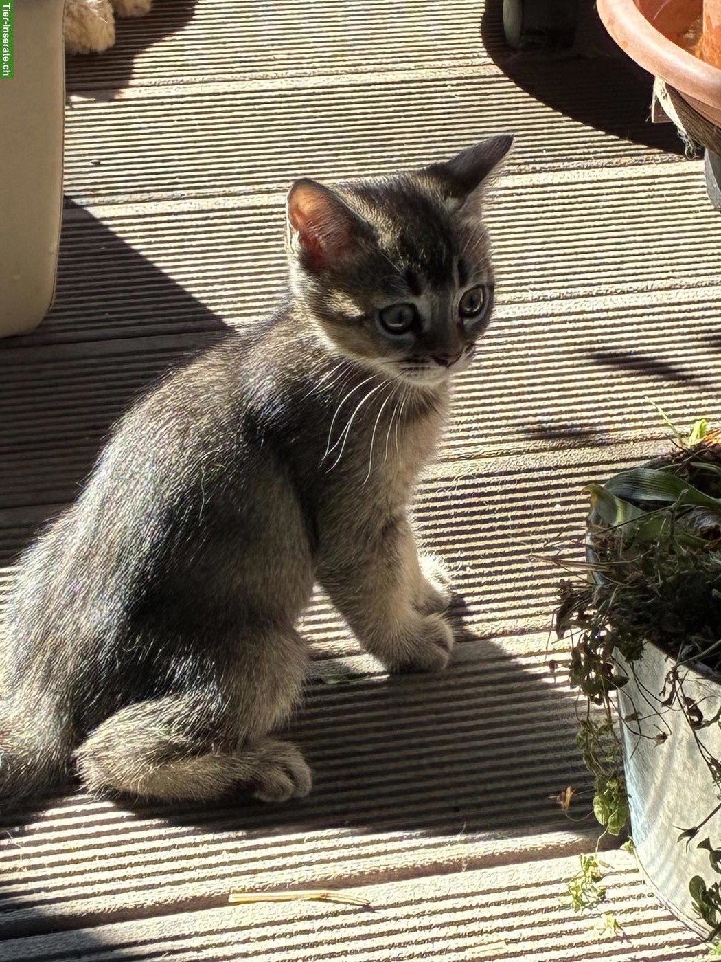 Wunderbare Britisch Kurzhaar x Bengal Mix Kitten