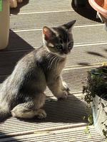 Wunderbare Britisch Kurzhaar x Bengal Mix Kitten