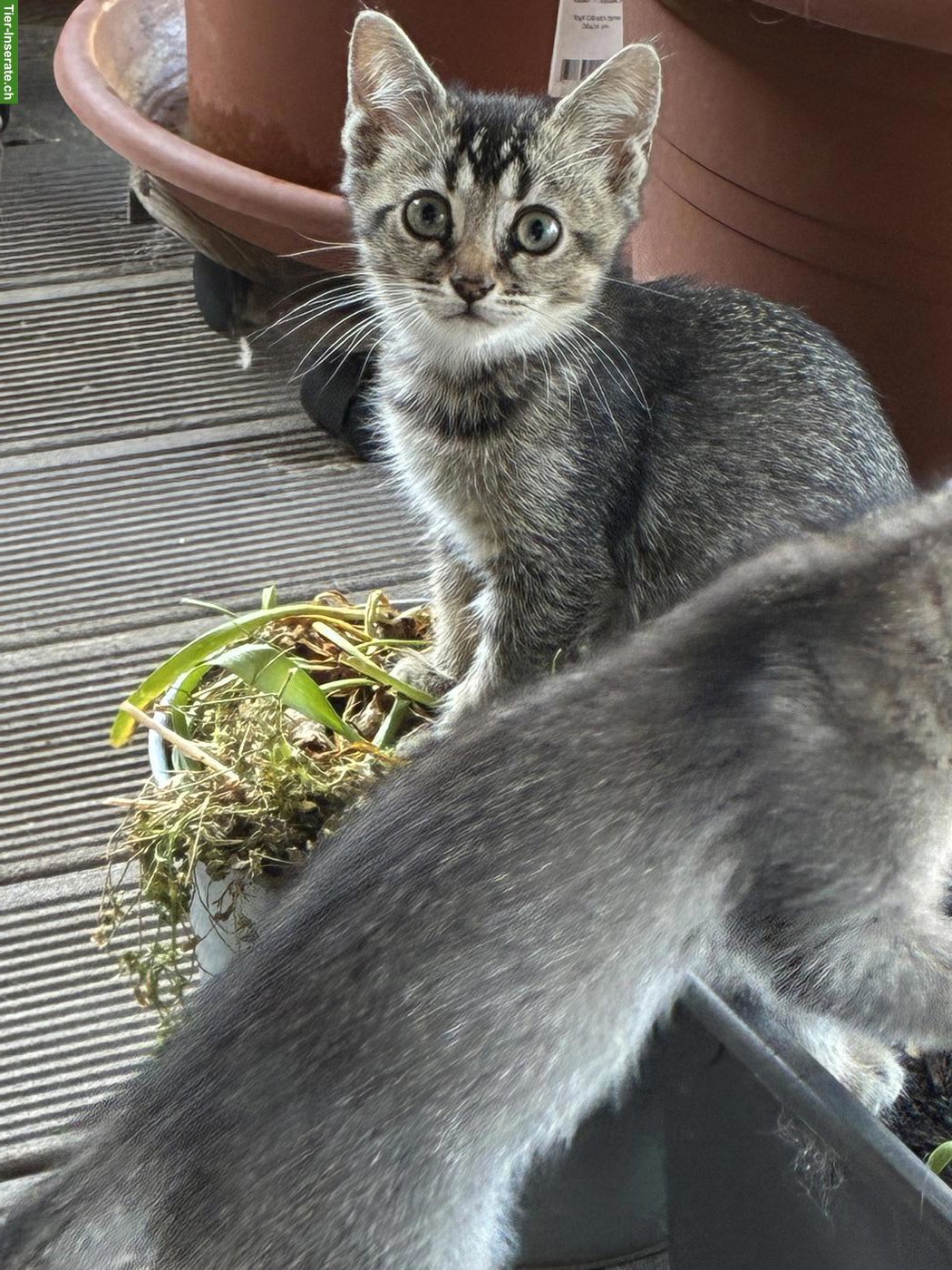 Bild 2: Wunderbare Britisch Kurzhaar x Bengal Mix Kitten