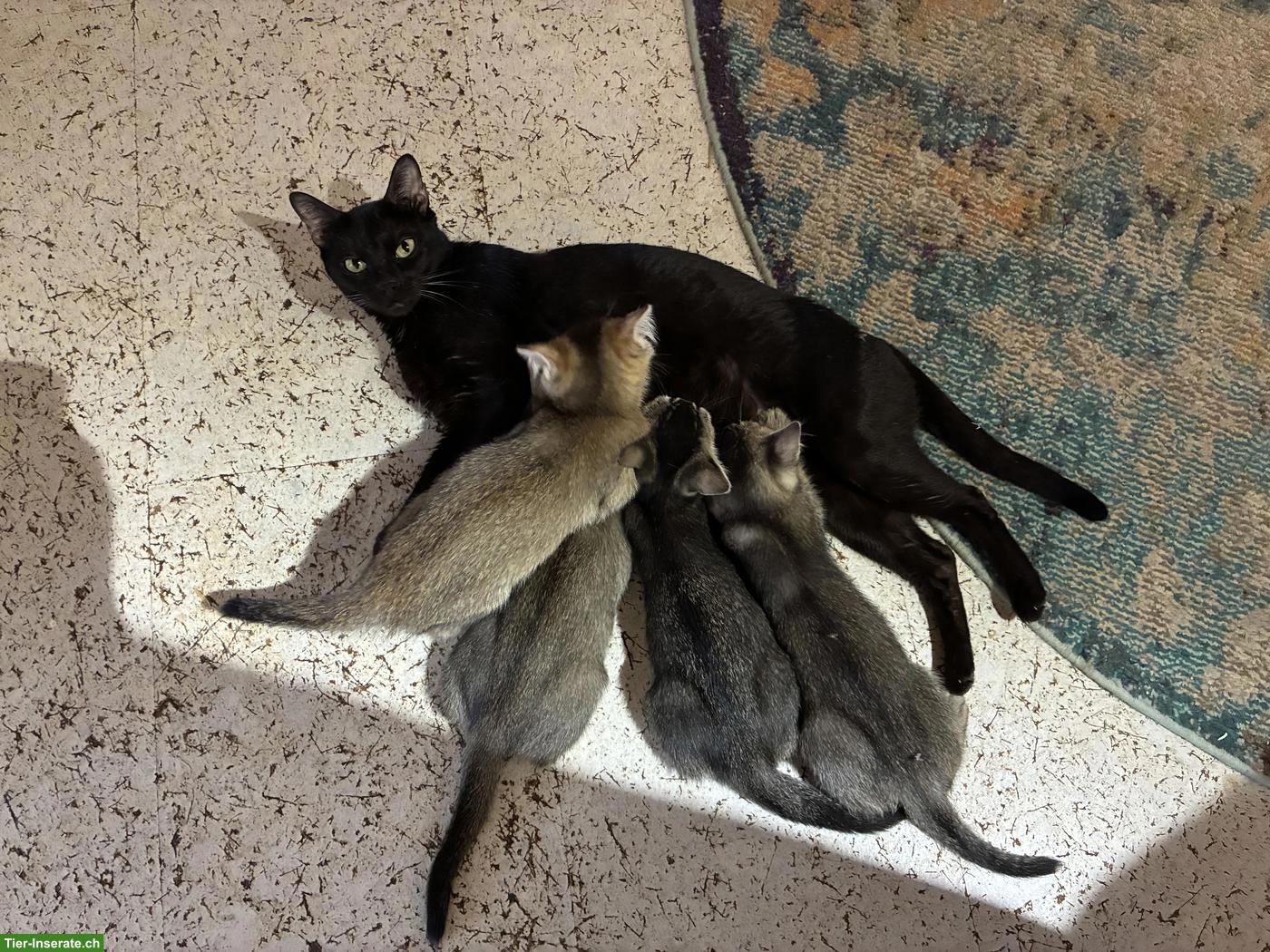 Bild 3: Wunderbare Britisch Kurzhaar x Bengal Mix Kitten