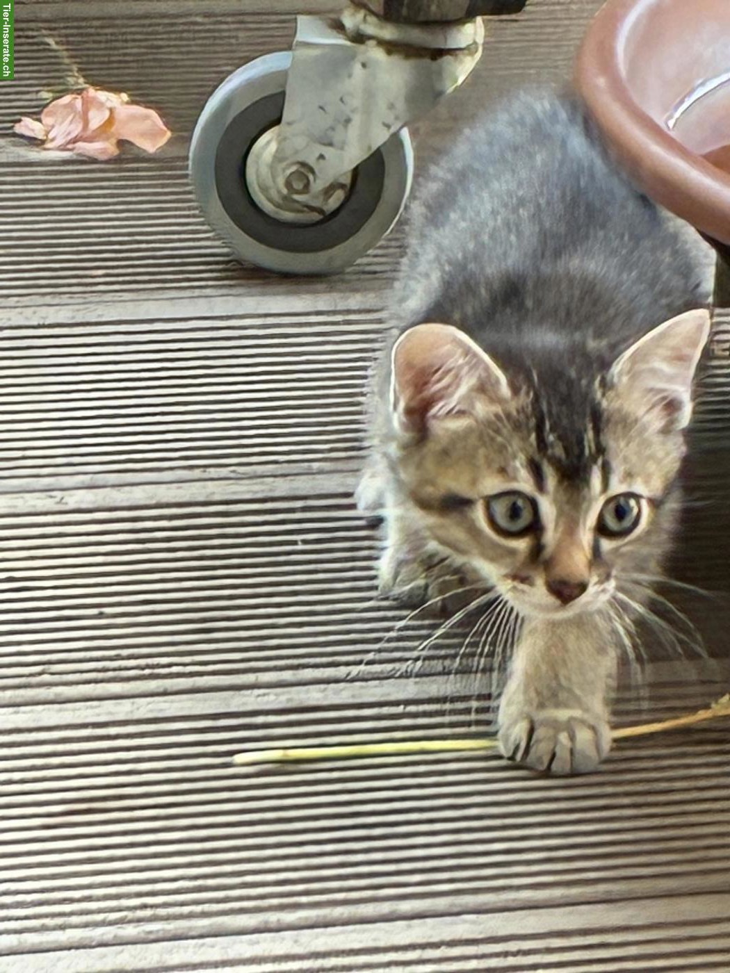 Bild 4: Wunderbare Britisch Kurzhaar x Bengal Mix Kitten