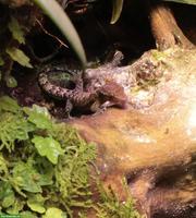 Jungferngeckos (Lepidodactylus lugubris), Gruppe von 5 Tieren