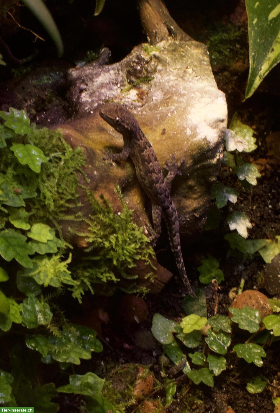 Bild 2: Jungferngeckos (Lepidodactylus lugubris), Gruppe von 5 Tieren