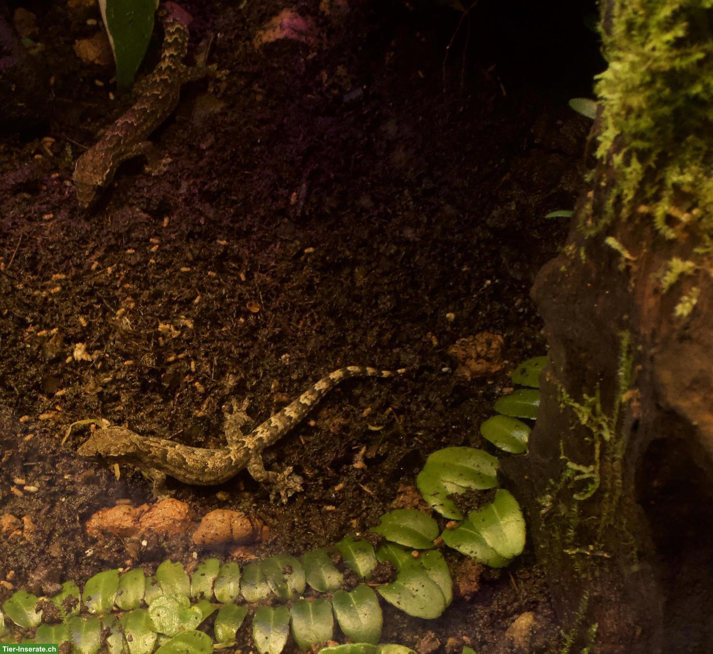 Bild 3: Jungferngeckos (Lepidodactylus lugubris), Gruppe von 5 Tieren