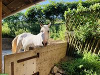 Offenstallplatz frei für Shetty oder Pony in Honau LU