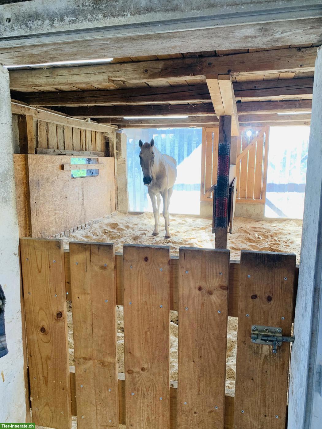 Bild 4: Offenstallplatz frei für Shetty oder Pony in Honau LU