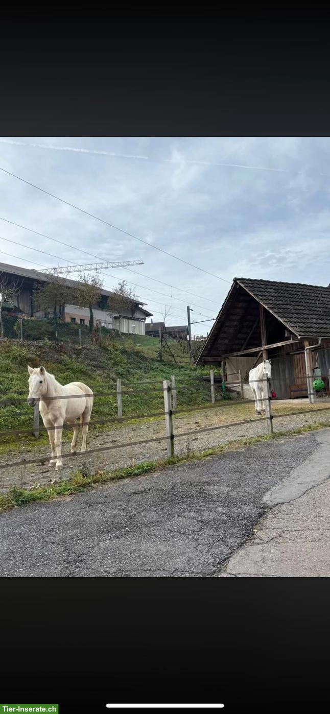 Bild 5: Offenstallplatz frei für Shetty oder Pony in Honau LU