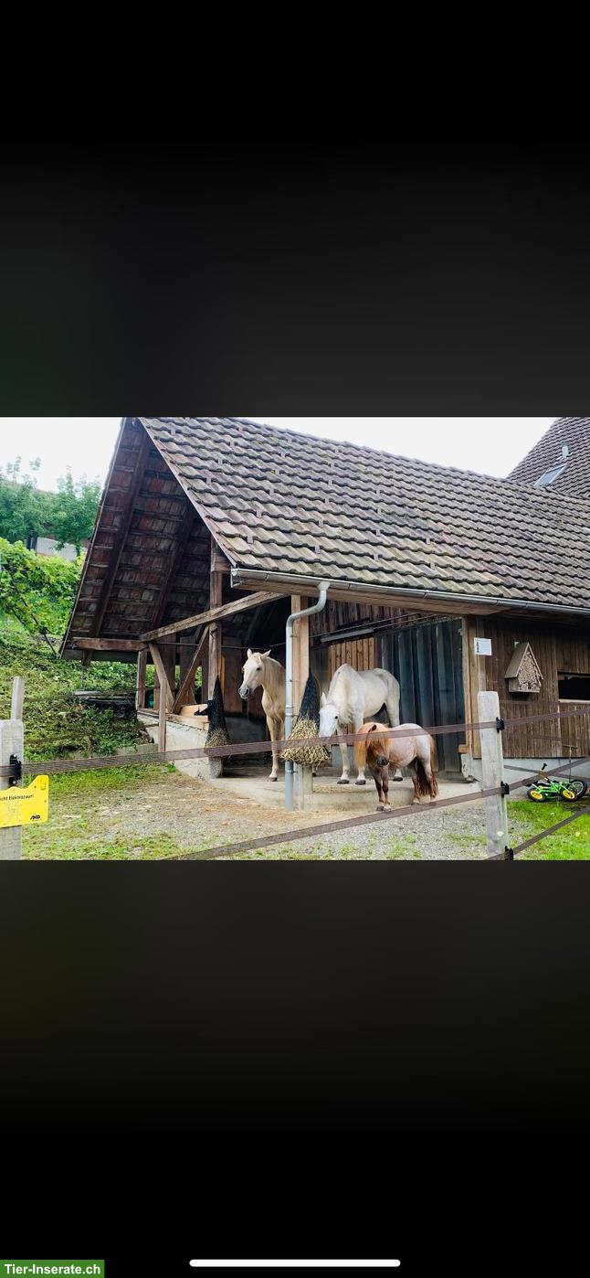 Bild 6: Offenstallplatz frei für Shetty oder Pony in Honau LU