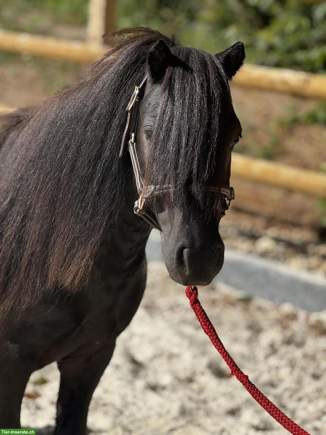 Bild 2: Ruhiger, menschenbezogener Shetty Wallach