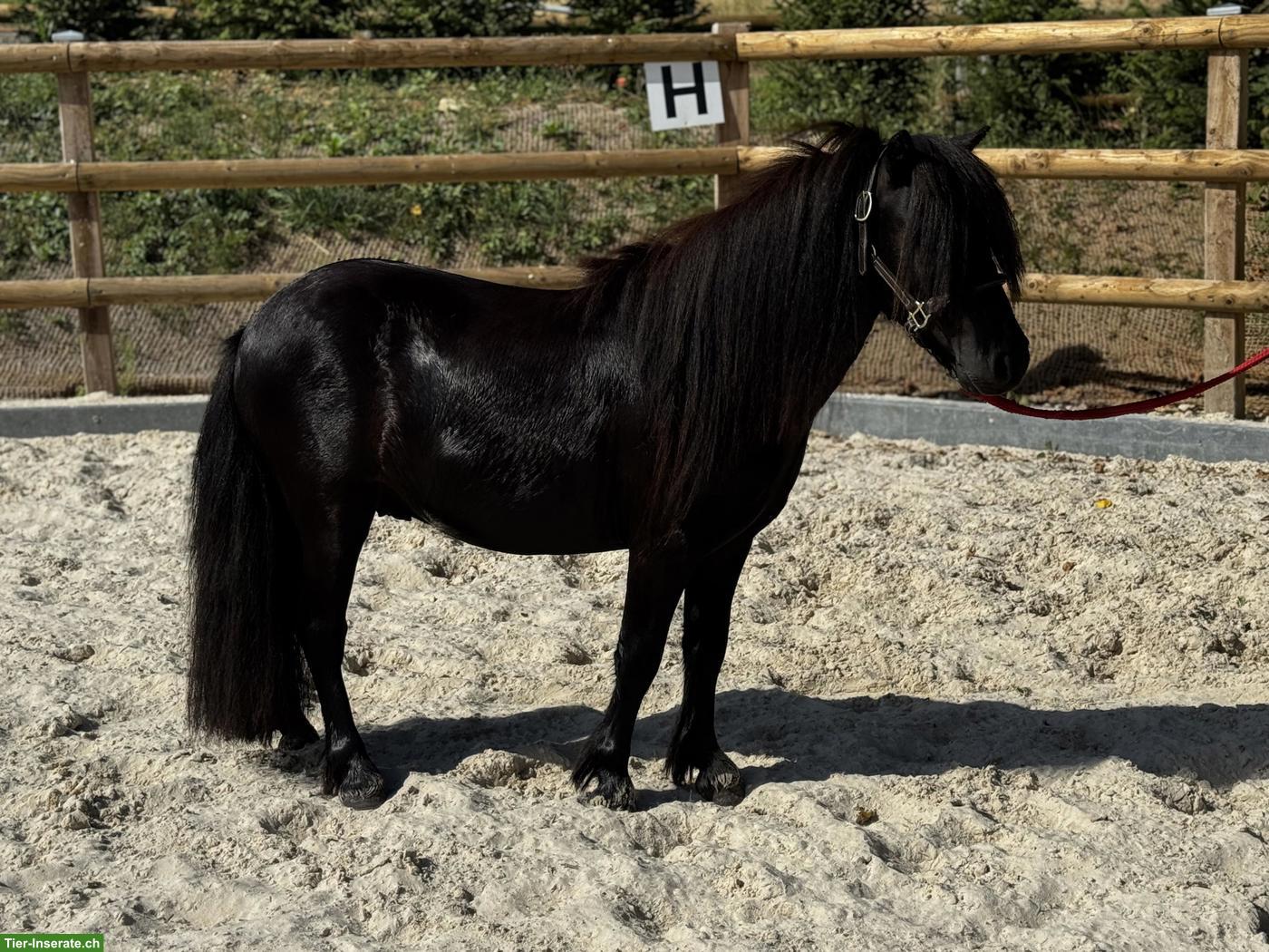 Bild 3: Ruhiger, menschenbezogener Shetty Wallach