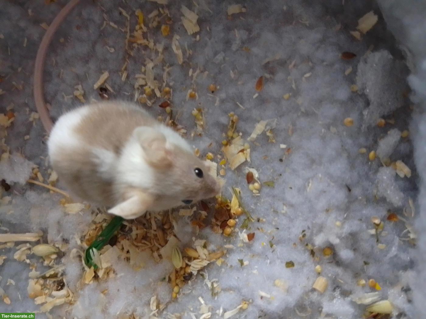 Farbmaus sucht dringend neues Zuhause