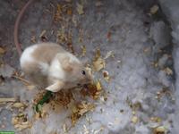 Farbmaus sucht dringend neues Zuhause