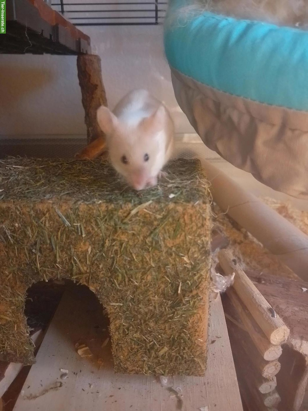 Bild 2: Farbmaus sucht dringend neues Zuhause