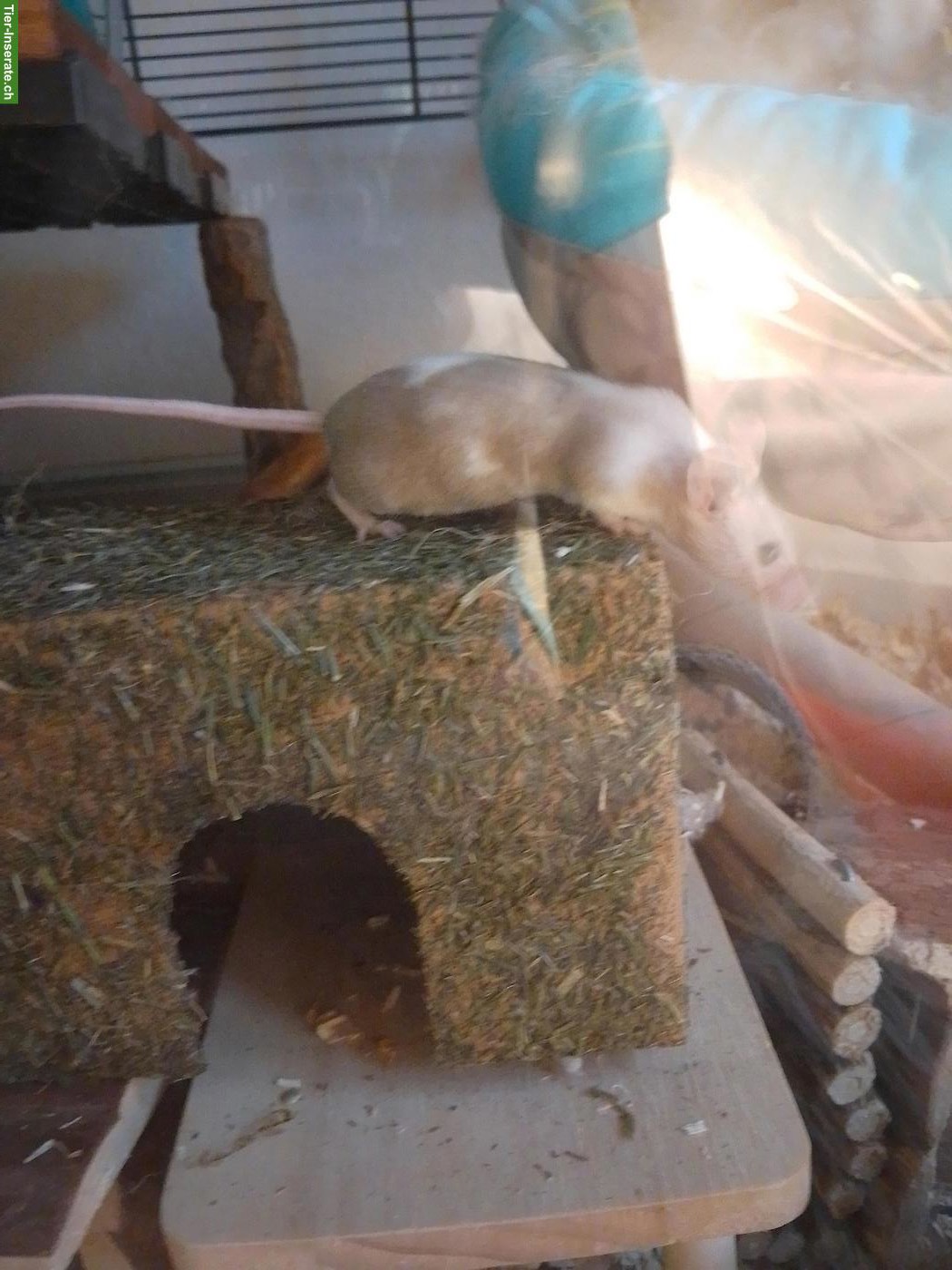 Bild 3: Farbmaus sucht dringend neues Zuhause