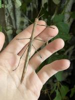 Marmessoidea Sp. Cat Tien (Pfefferminzschrecke)