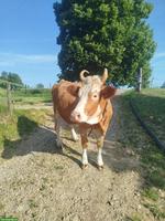 Simmentaler Kuh (Code 60) zu verkaufen