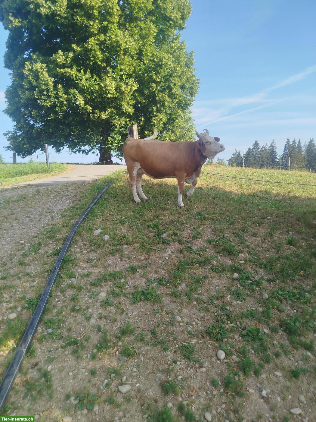 Bild 2: Simmentaler Kuh (Code 60) zu verkaufen