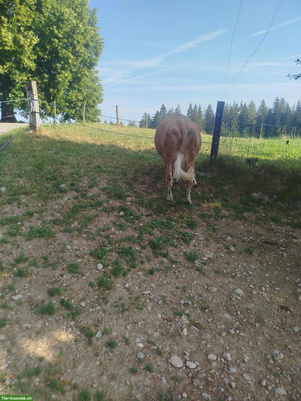 Bild 3: Simmentaler Kuh (Code 60) zu verkaufen