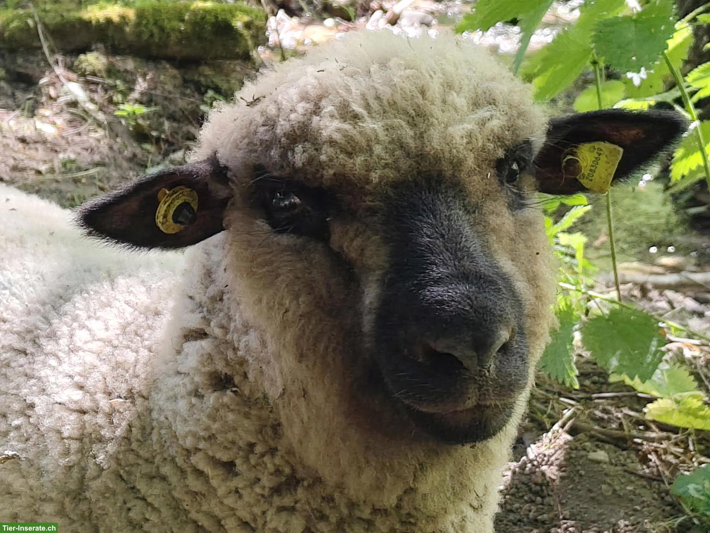 Shropshire Aulämmer zu verkaufen, Bio/Demeter